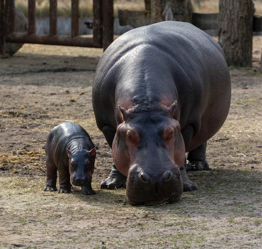 An adult and baby hippopotamus in their enclosure at the Dallas Zoo.