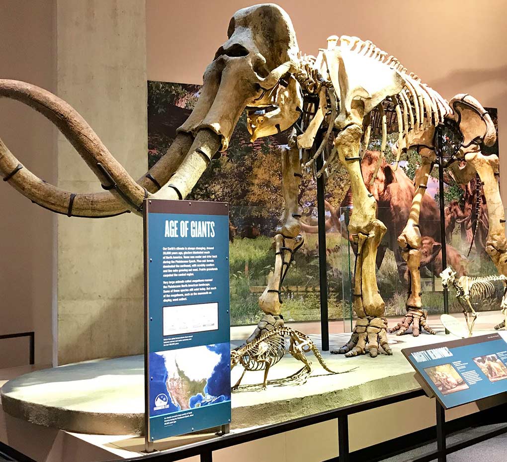 An exhibit at the Perot Museum of Nature and Science featuring the skeleton of a woolly mammoth.